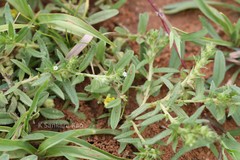 Heliotropium scabrum